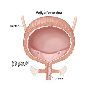 vejiga femenina suelo pélvico