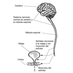 proceso micción suelo pélvico vejiga