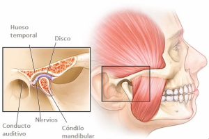 articulación temporo-mandibular ATM